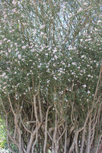 Load image into Gallery viewer, Euphorbia xanti Baja Spurge