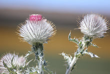 Load image into Gallery viewer, Cirsium occidentale Cobweb Thistle