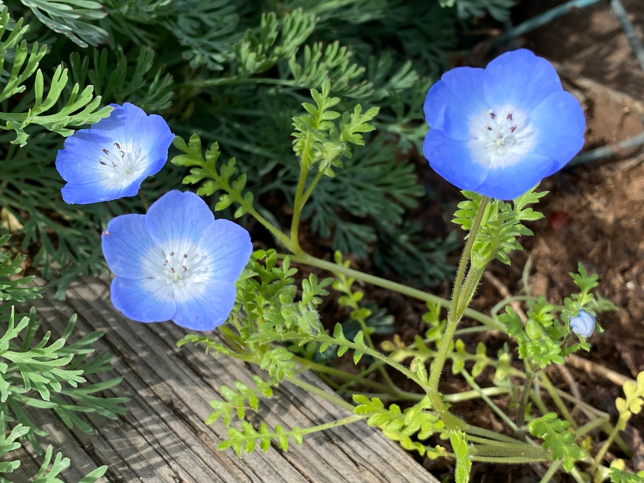 Baby Blue-eyes (Nemophila menziesii) 13 Nemophila menziesii Baby Blue Eyes