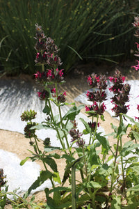 Salvia spathacea Hummingbird Sage