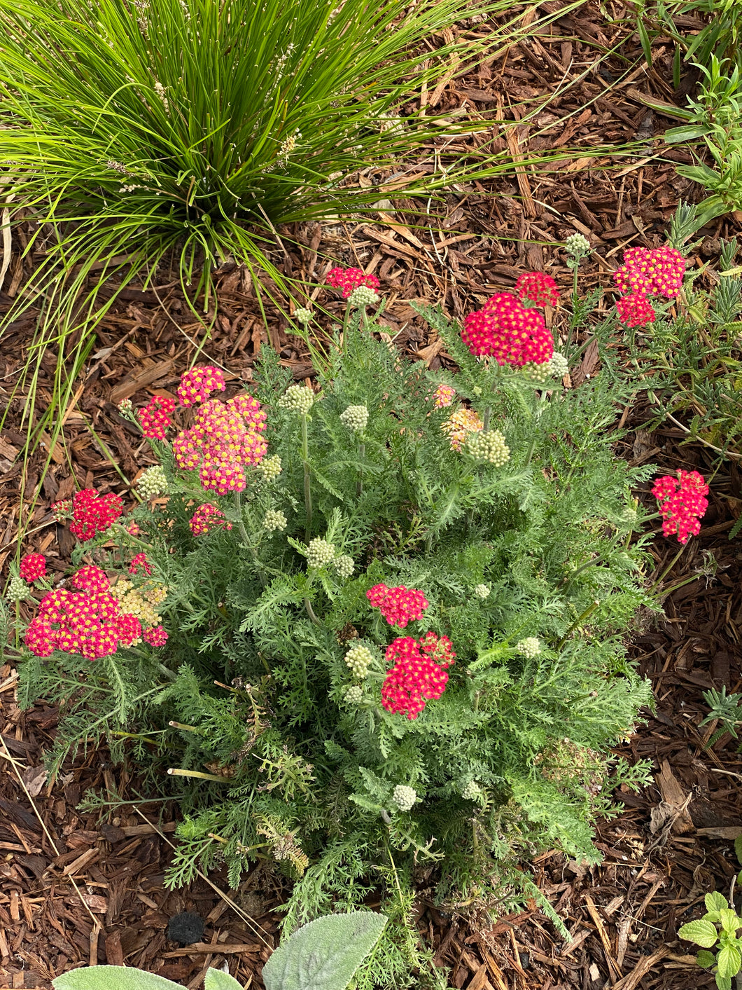 Achillea millefolium Common Yarrow & Selections