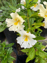 Load image into Gallery viewer, Mimulus &#39;White&#39;