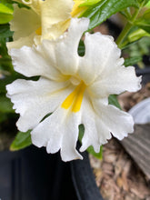 Load image into Gallery viewer, Mimulus &#39;White&#39;