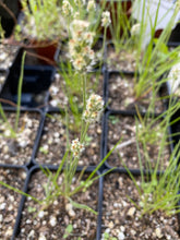 Load image into Gallery viewer, Plantago erecta Dotseed Plantain