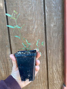 Lathyrus splendens Pride-of-California Campo Pea