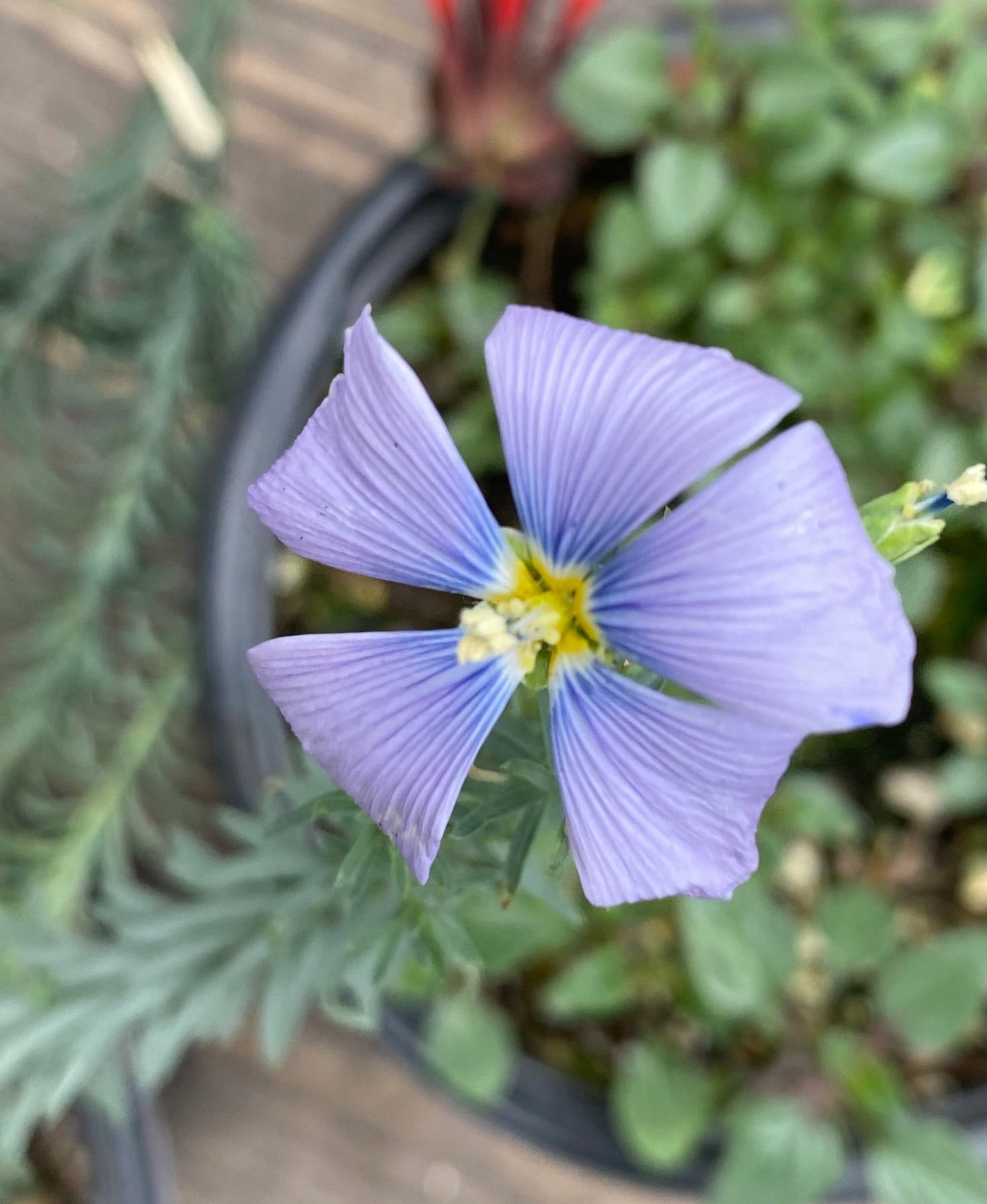 Linum lewisii Prairie Flax – Neel's Nursery