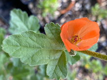 Load image into Gallery viewer, Sphaeralcea ambigua Apricot Mallow &amp; Selections