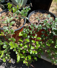 Load image into Gallery viewer, Arctostaphylos uva-ursi Bearberry Manzanita &amp; Selections &#39;Emerald Carpet&#39;