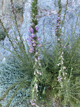 Load image into Gallery viewer, Antirrhinum multiflorum Withered Snapdragon