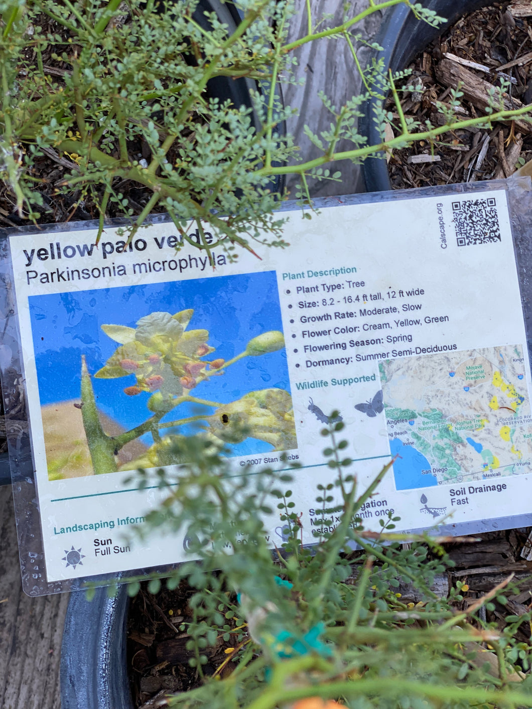 Parkinsonia microphylla Yellow Palo Verde ( Cercidium )