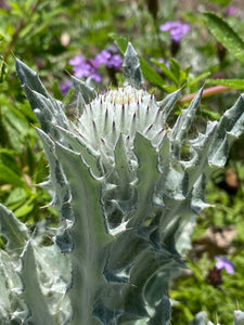 Cirsium occidentale Cobweb Thistle