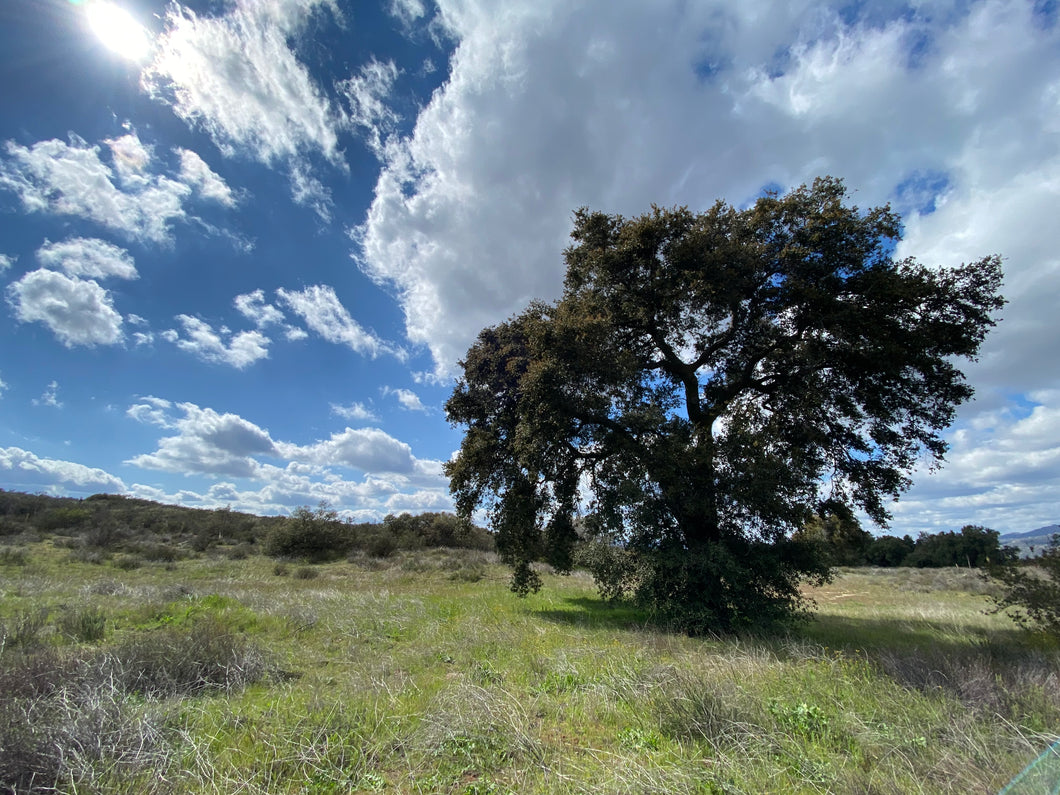 Quercus agrifolia Coast Live Oak