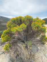 Load image into Gallery viewer, Ericameria palmeri Palmer&#39;s Goldenbush