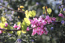 Load image into Gallery viewer, Cercis occidentalis Western Redbud