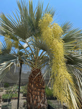 Load image into Gallery viewer, Brahea armata Blue Hesper Palm Baja