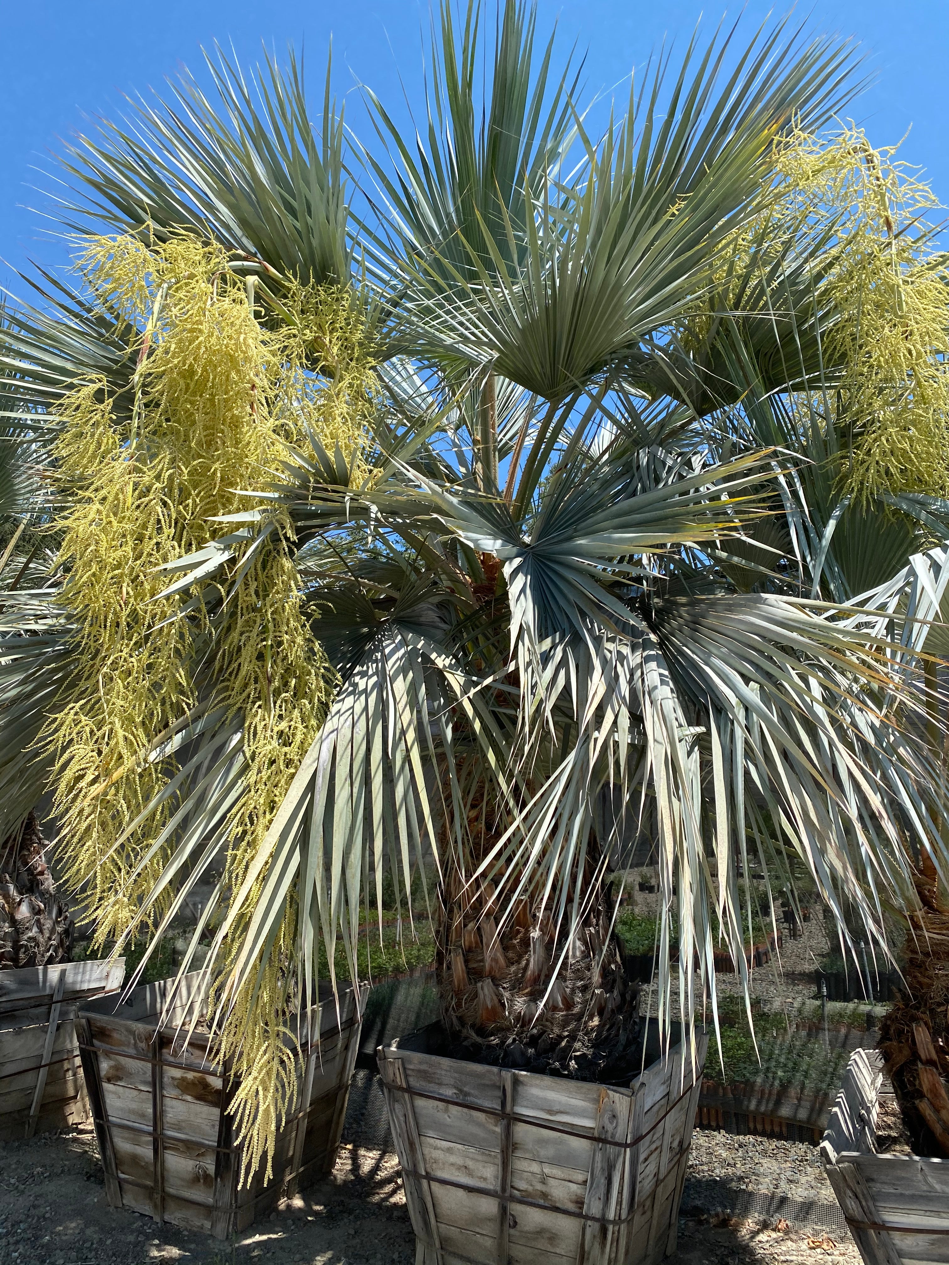 Brahea armata Blue Hesper Palm Baja – Neel's Nursery