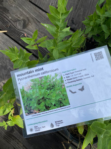 Pycnanthemum californicum Mountain Mint