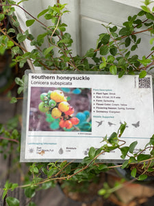 Lonicera subspicata Southern Honeysuckle