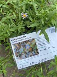 Symphyotrichum chilense California Aster chilensis