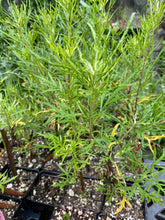 Load image into Gallery viewer, Artemisia palmeri San Diego Sagewort