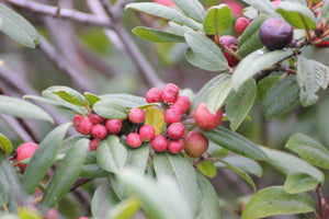 Frangula californica Coffeeberry ( Rhamnus ) & Selections 'Eve Case'