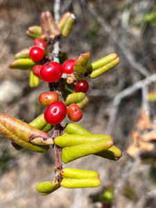 Rhamnus ilicifolia Hollyleaf Redberry