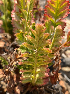 Horkelia cuneata var. cuneata Coast Horkelia