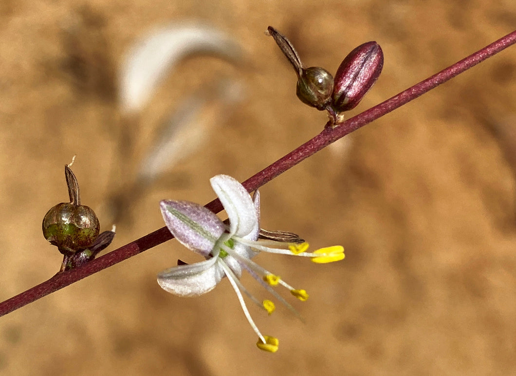 Chlorogalum parviflorum Small Flowered Soaproot