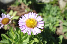 Load image into Gallery viewer, Erigeron glaucus Seaside Fleabane &amp; Selections