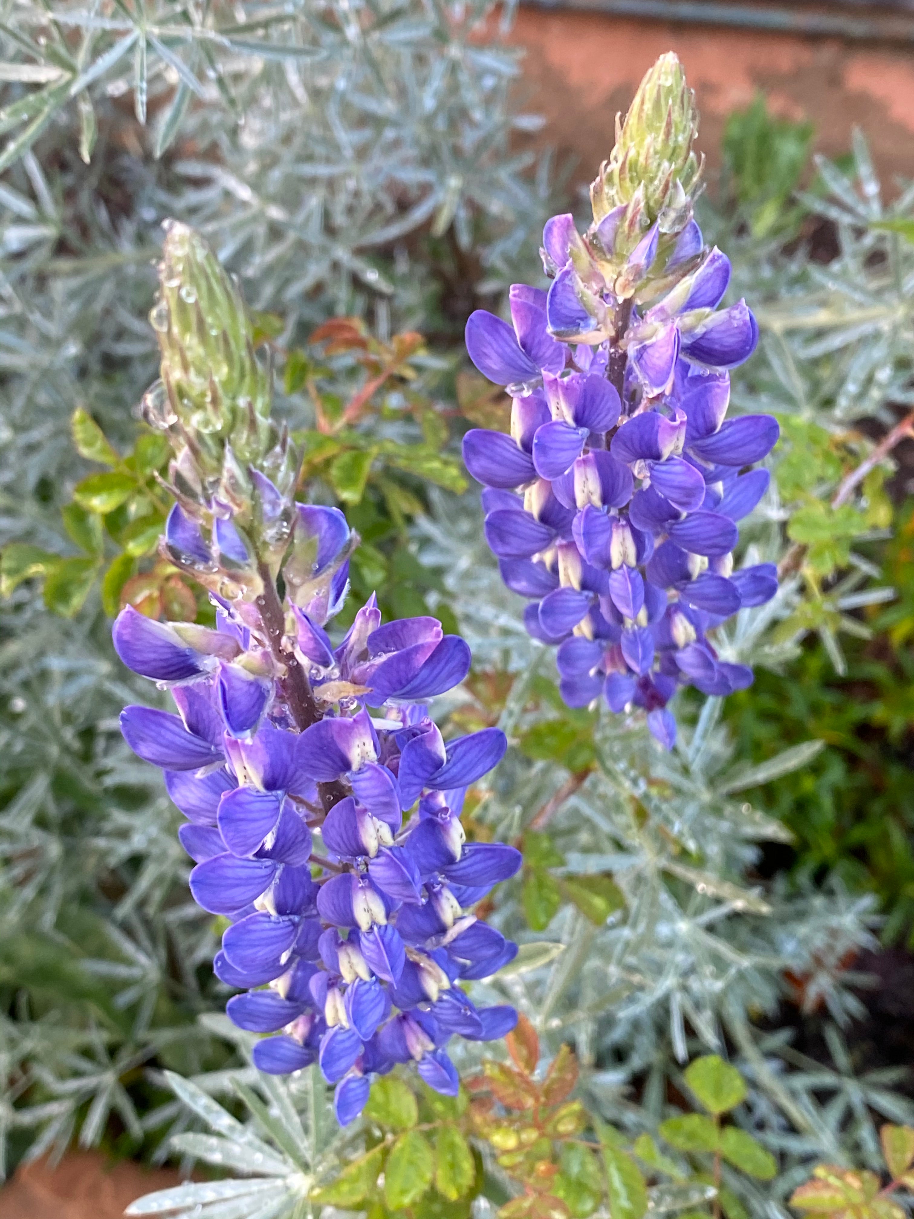 Lupinus albifrons Silver Bush Lupine – Neel's Nursery