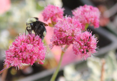 Eriogonum grande var. rubescens Red-flowered Buckwheat