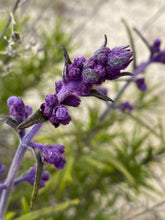 Load image into Gallery viewer, Trichostema lanatum Woolly Blue Curls