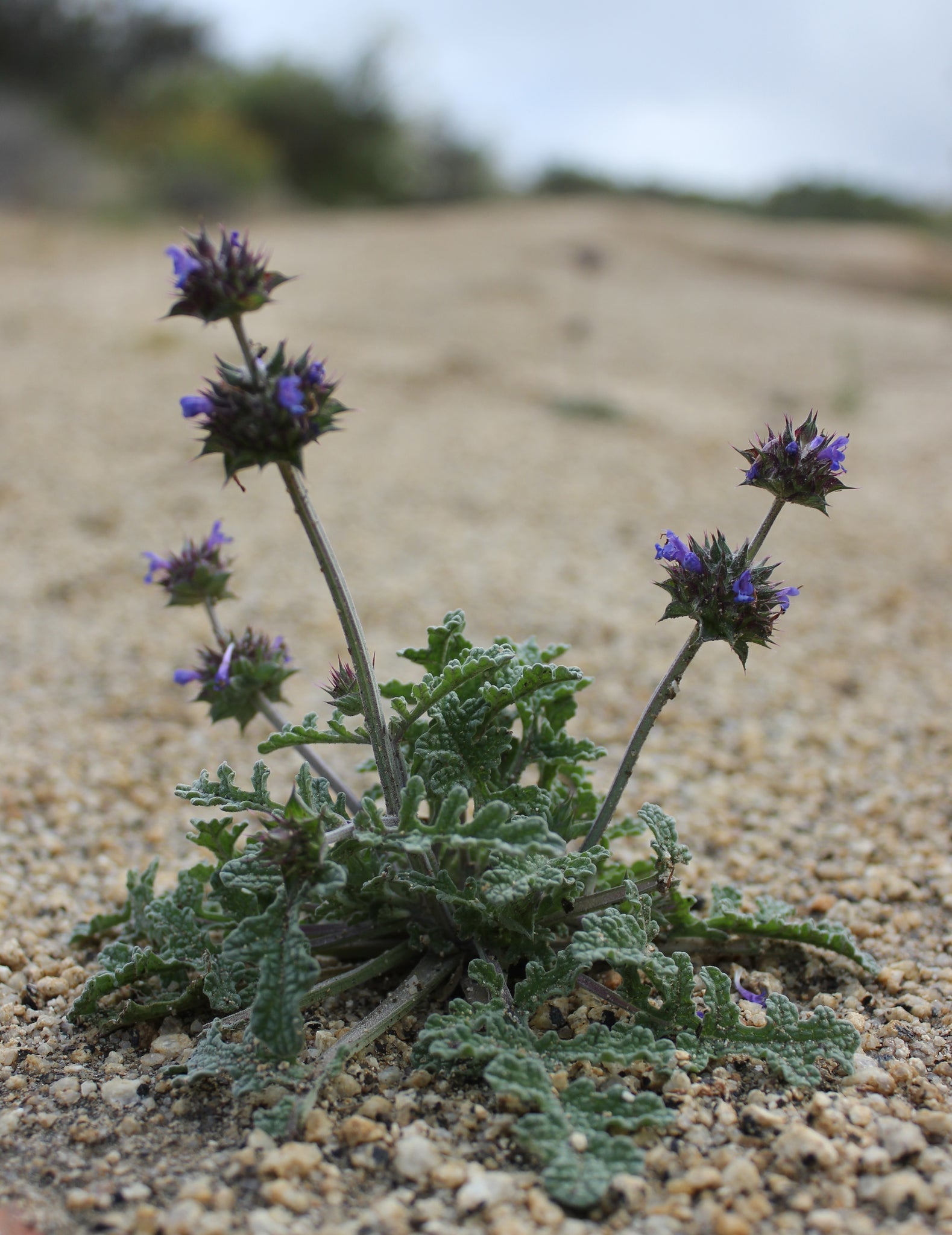 chia seed flower Salvia columbariae Chia