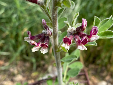 Hosackia crassifolia var. otayensis Otay Mtn. Lotus