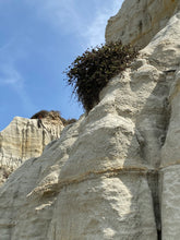 Load image into Gallery viewer, Eriogonum parvifolium Sea-Cliff-Buckwheat