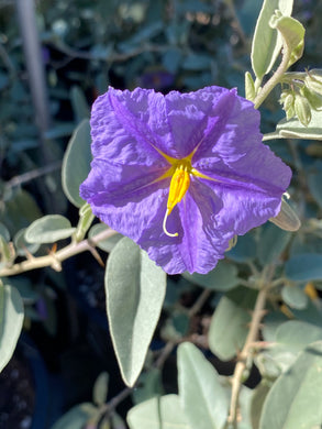 Solanum hindsianum Sonoran Nightshade Mariola