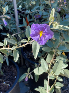 Solanum hindsianum Sonoran Nightshade Mariola