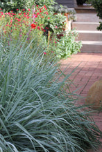 Load image into Gallery viewer, Elymus condensatus &#39;Canyon Prince&#39; Canyon Prince Wild Rye Leymus