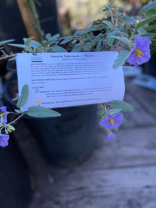 Solanum hindsianum Sonoran Nightshade Mariola