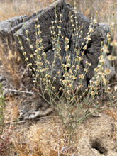 Load image into Gallery viewer, Eriogonum gracile var. gracile Slender Woolly Wild Buckwheat