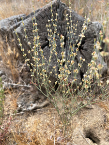 Eriogonum gracile var. gracile Slender Woolly Wild Buckwheat