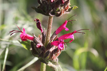 Load image into Gallery viewer, Salvia spathacea Hummingbird Sage