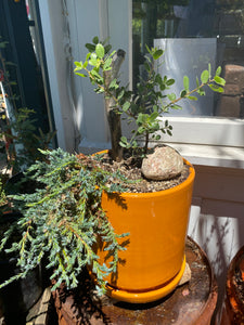 Juniperus communis var. saxatilis  Common Dwarf Juniper