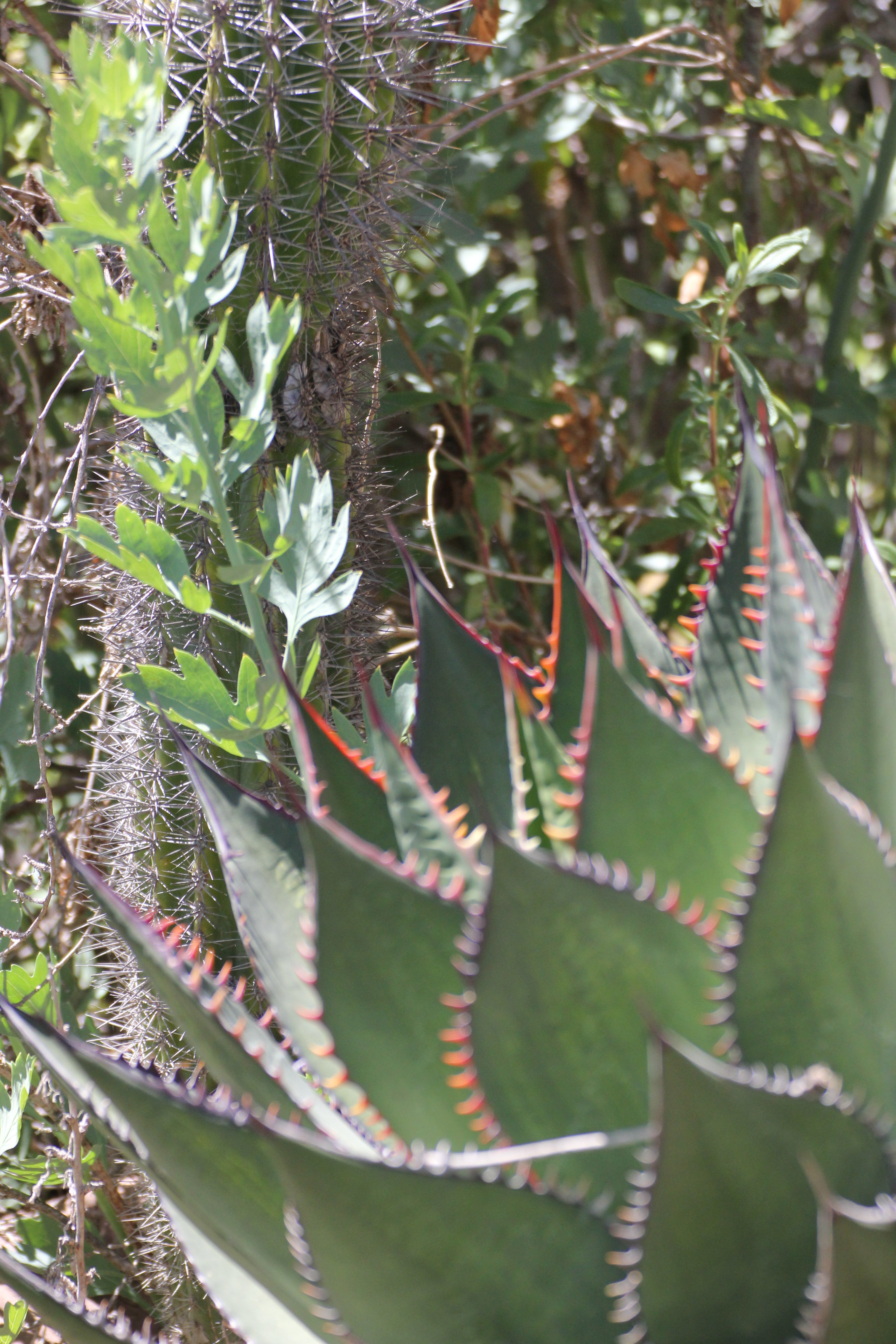 Agave shawii Coastal Agave