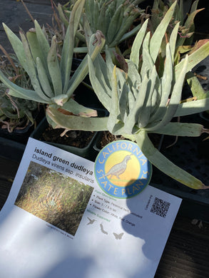 Dudleya virens ssp. insularis Island Green Dudleya