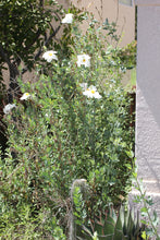 Load image into Gallery viewer, Romneya coulteri Coulter&#39;s Matilija Poppy