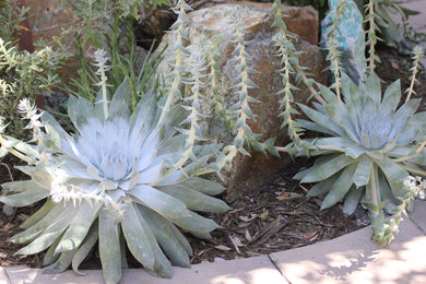 Dudleya brittonii Britton's Chalk Dudleya
