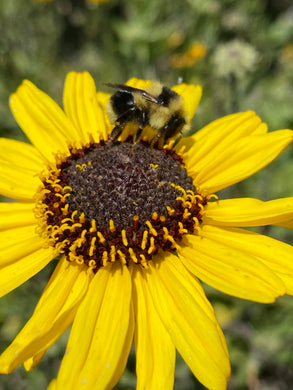 Encelia californica Bush Sunflower