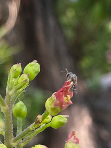 Scrophularia californica Bee Plant