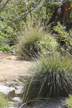 Load image into Gallery viewer, Muhlenbergia rigens Deergrass